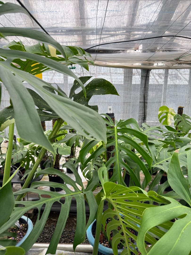 モンステラ　デリシオーサ　Sp. ヴェーラ・クルース　成長点カット　葉っぱ2枚