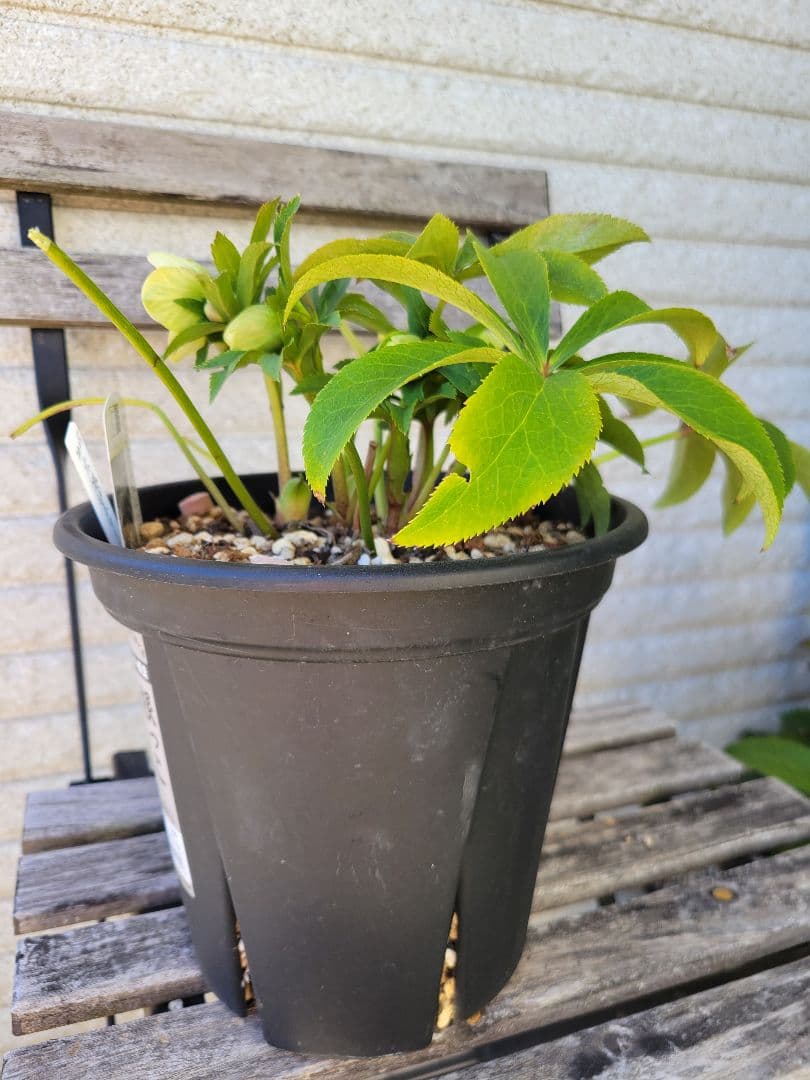 広瀬園芸　クリスマスローズ　ダブル