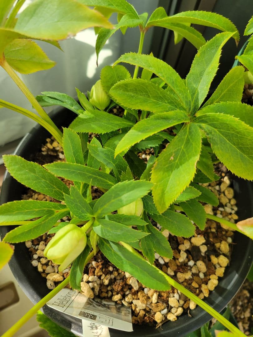 広瀬園芸　クリスマスローズ　ダブル