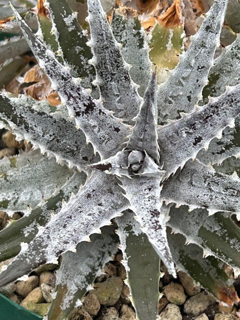 群生 DBディッキア Dyckia Bill Baker hyb #106 ⑴