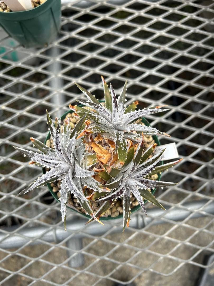 群生 DBディッキア Dyckia Bill Baker hyb #106 ⑴