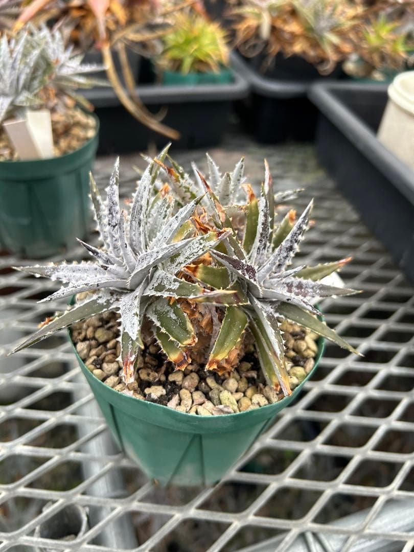 群生 DBディッキア Dyckia Bill Baker hyb #106 ⑴