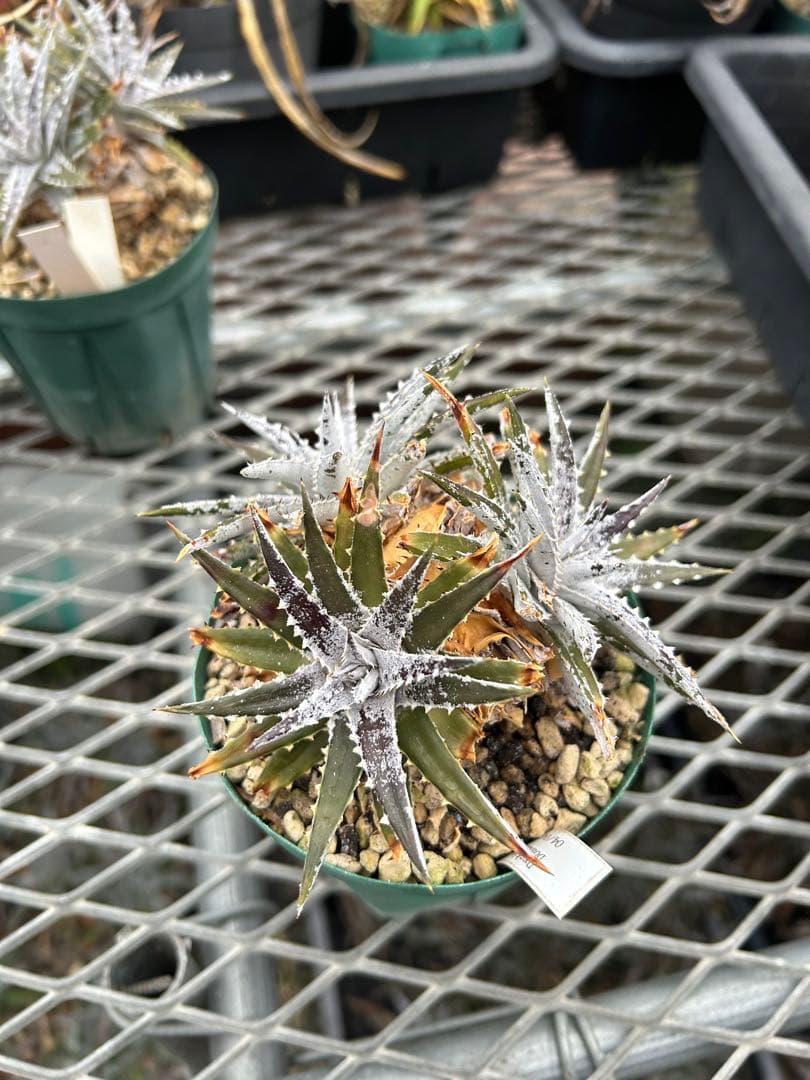 群生 DBディッキア Dyckia Bill Baker hyb #106 ⑴