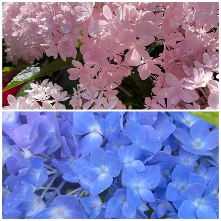 紫陽花特大10号鉢　開花中　希少紫陽花桜のころ小苗オマケ付き