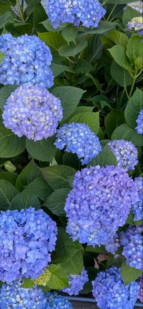 紫陽花特大10号鉢　開花中　希少紫陽花桜のころ小苗オマケ付き