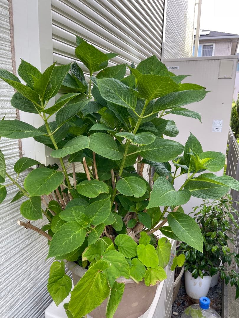 紫陽花特大10号鉢　開花中　希少紫陽花桜のころ小苗オマケ付き