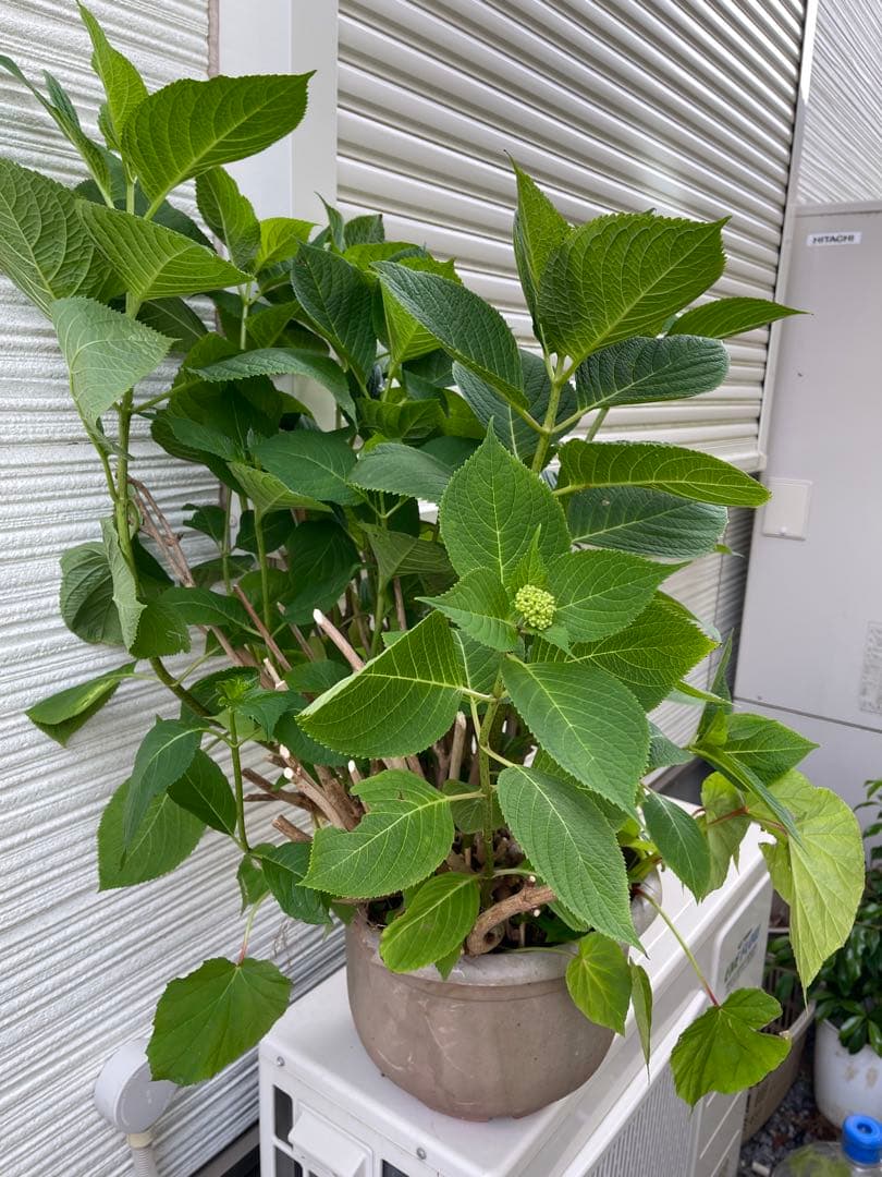 紫陽花特大10号鉢　開花中　希少紫陽花桜のころ小苗オマケ付き