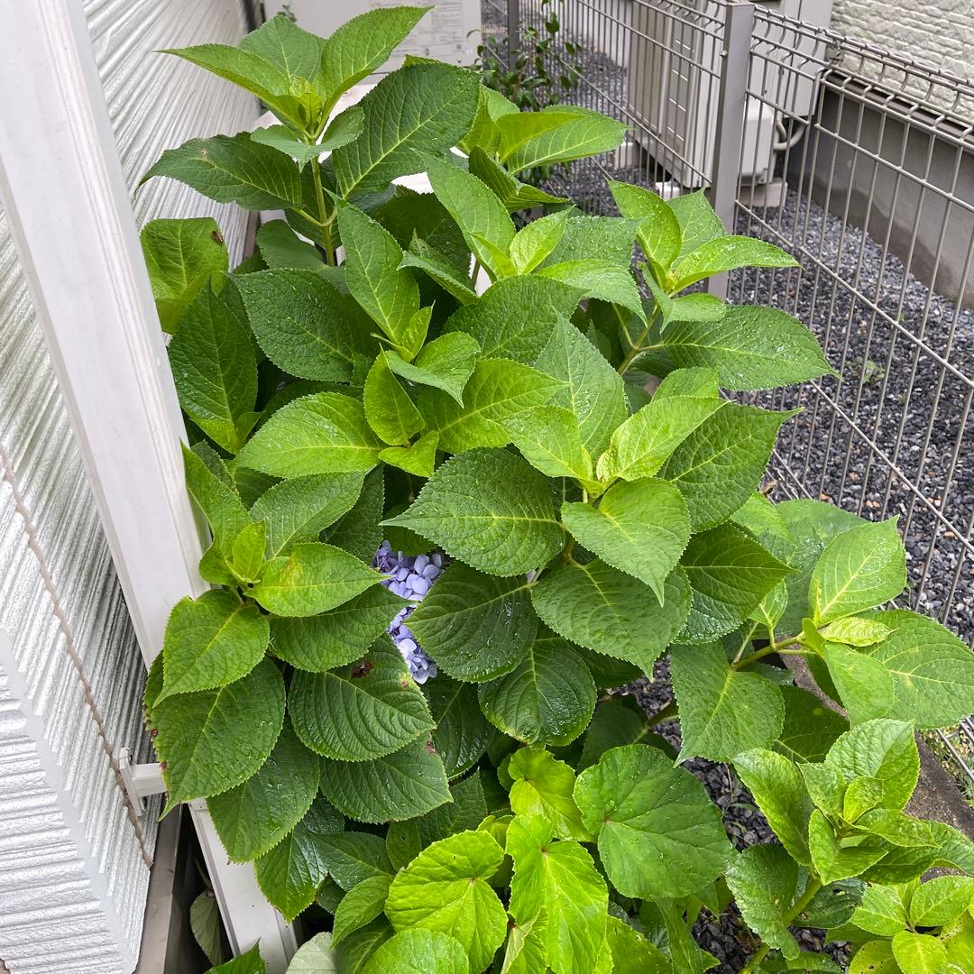 紫陽花特大10号鉢　開花中　希少紫陽花桜のころ小苗オマケ付き