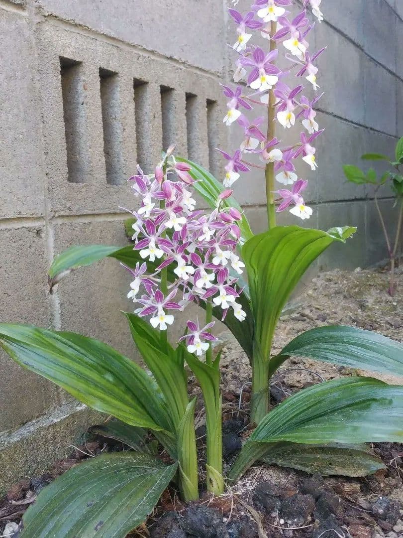 コウズ紫扇