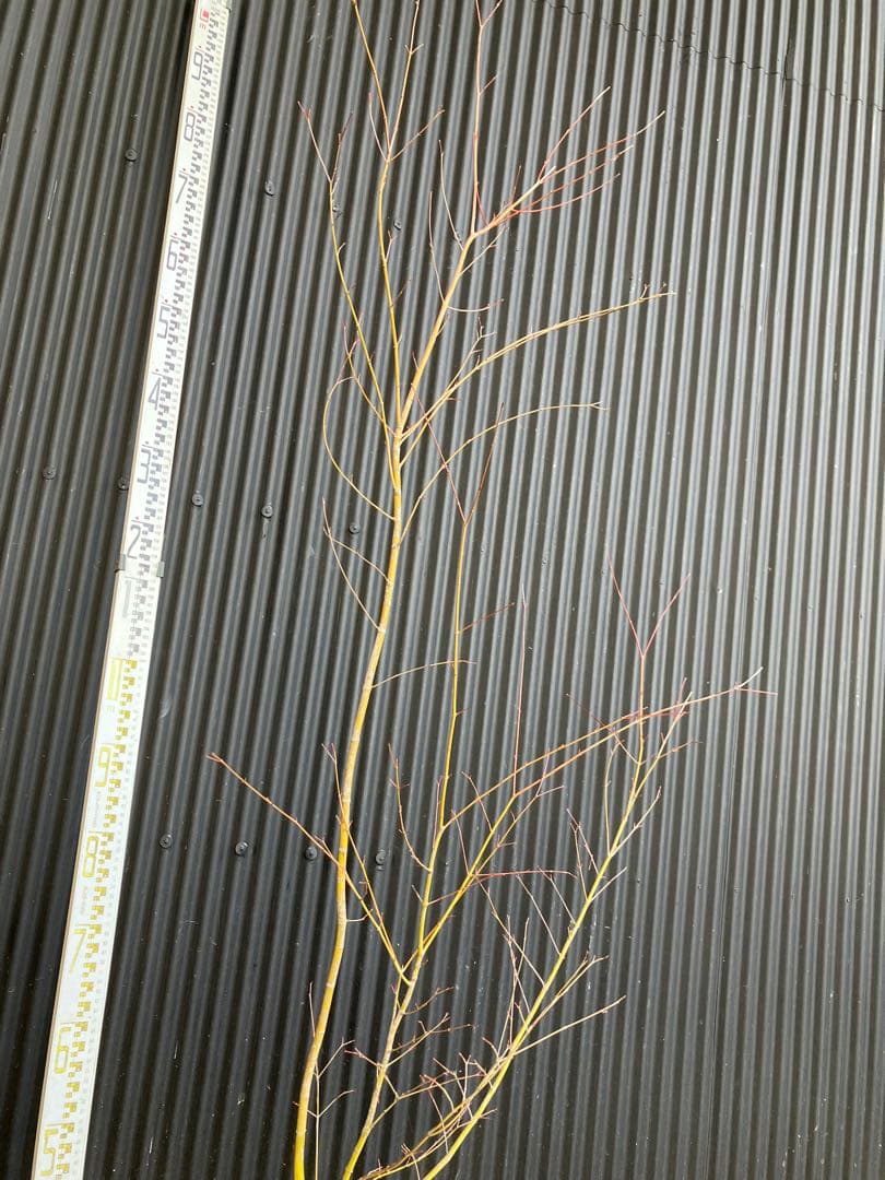 山採り　イロハモミジ