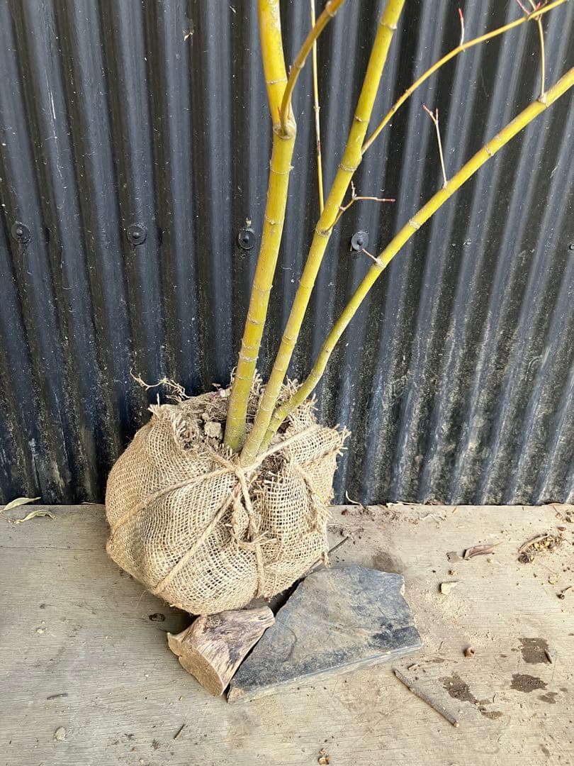 山採り　イロハモミジ