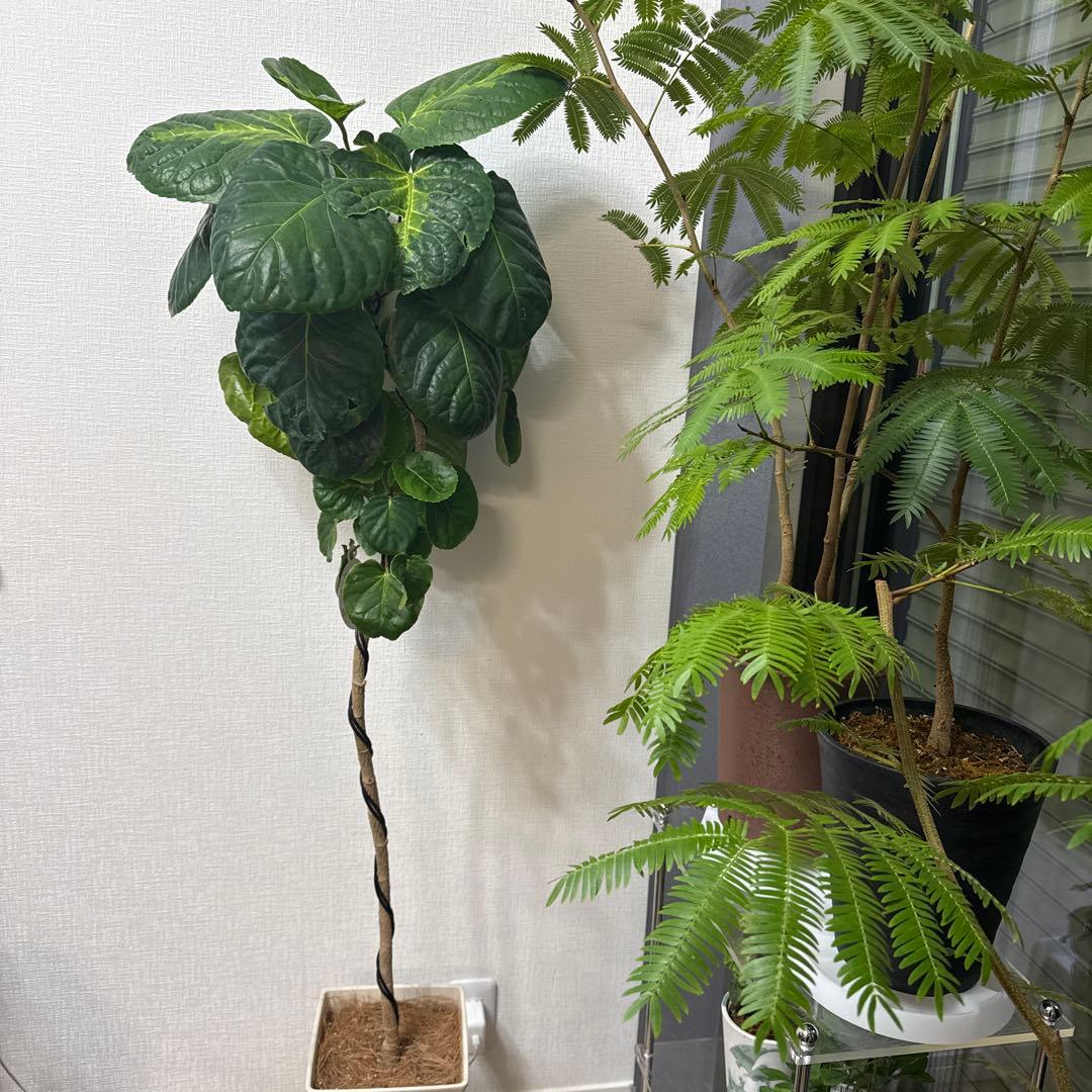 ポリシャス フリスビー スマイル