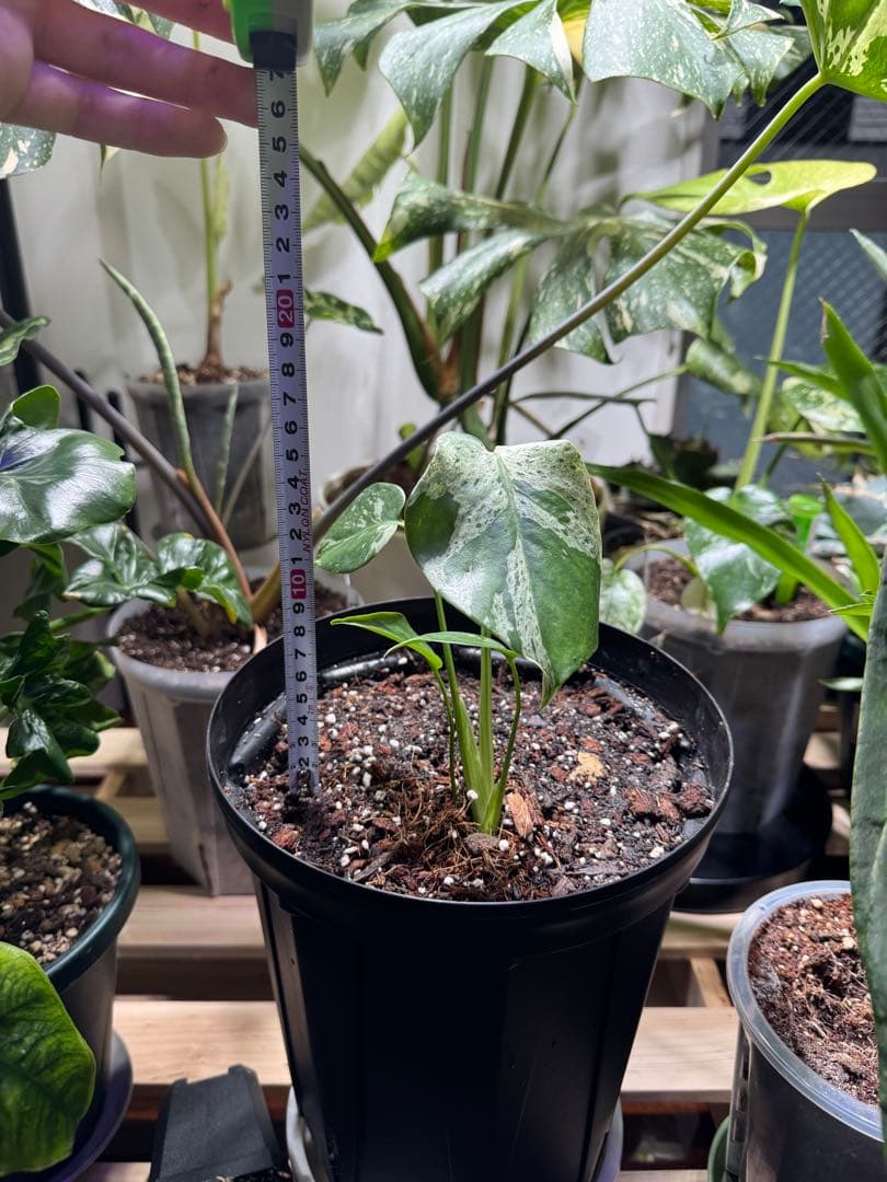 モンステラ　デリシオーサ　ベトシオーザ