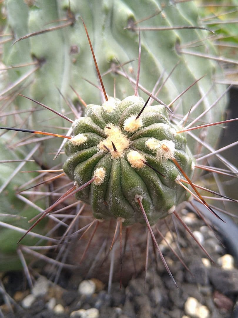 コピアポア黒士冠　現地球　発根管理中