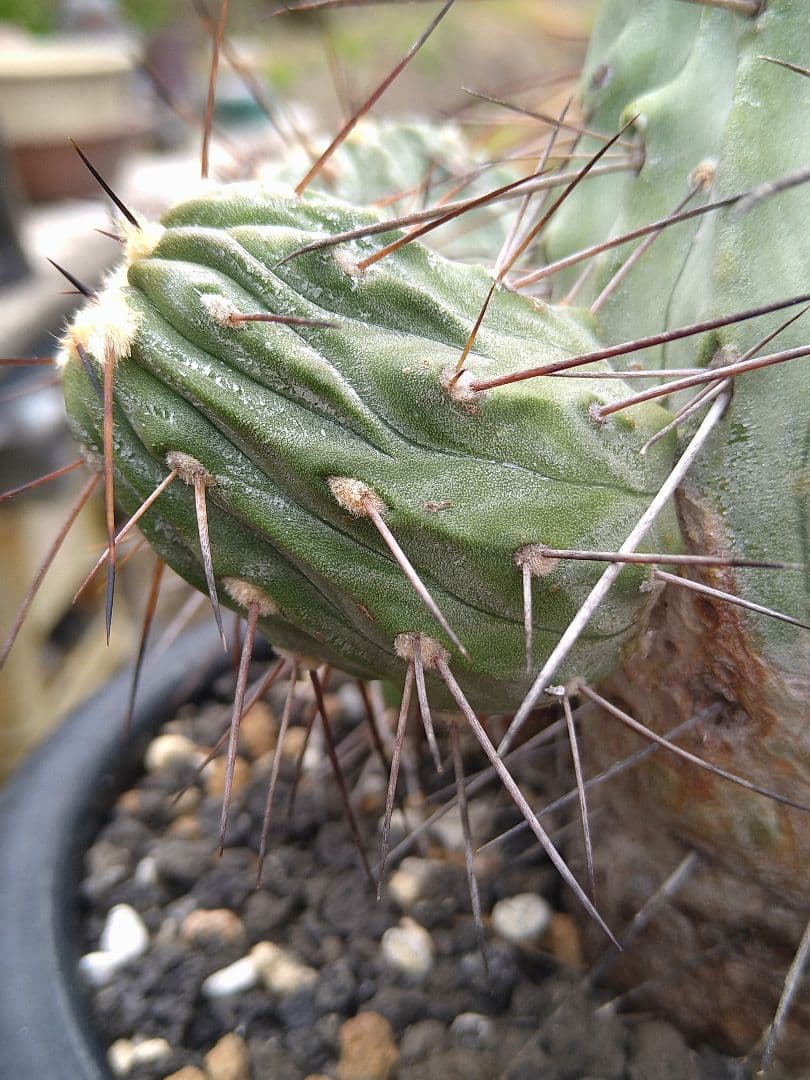 コピアポア黒士冠　現地球　発根管理中