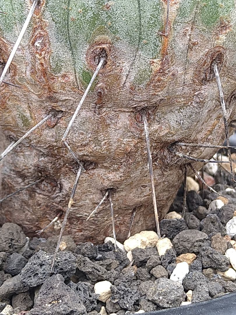 コピアポア黒士冠　現地球　発根管理中