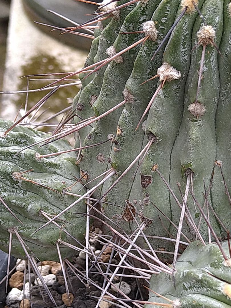コピアポア黒士冠　現地球　発根管理中
