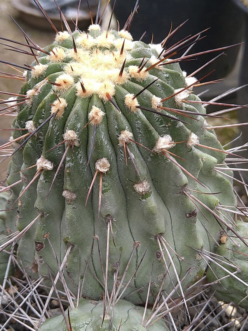 コピアポア黒士冠　現地球　発根管理中