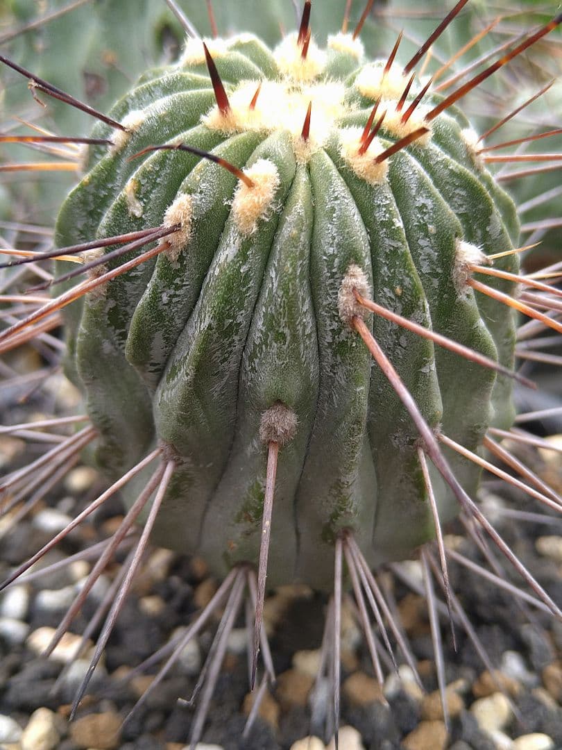 コピアポア黒士冠　現地球　発根管理中
