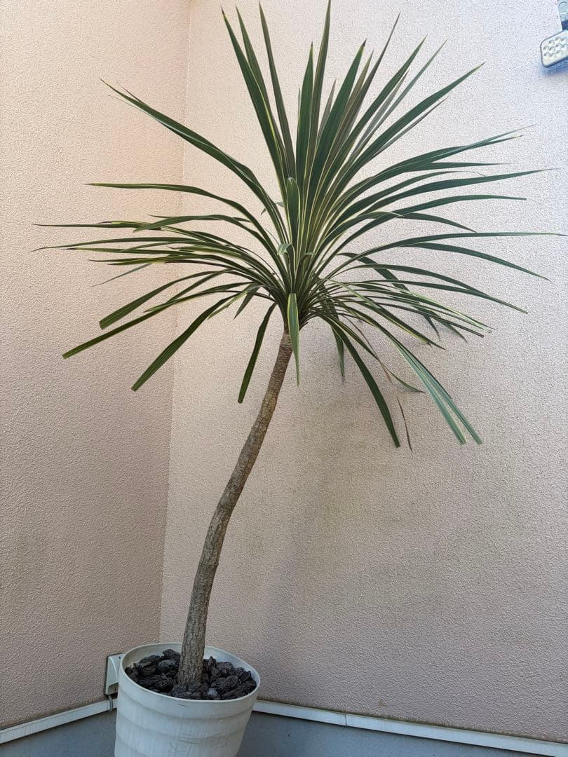 トーベイダズラー　コルジニネ　大株　アメリカーナ子株おまけ付き　引き取り限定