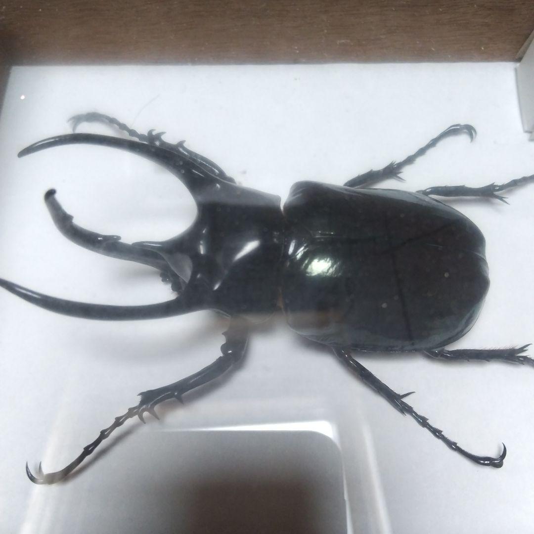 大型コーカサスオオカブトの 標本 木製ケース入り