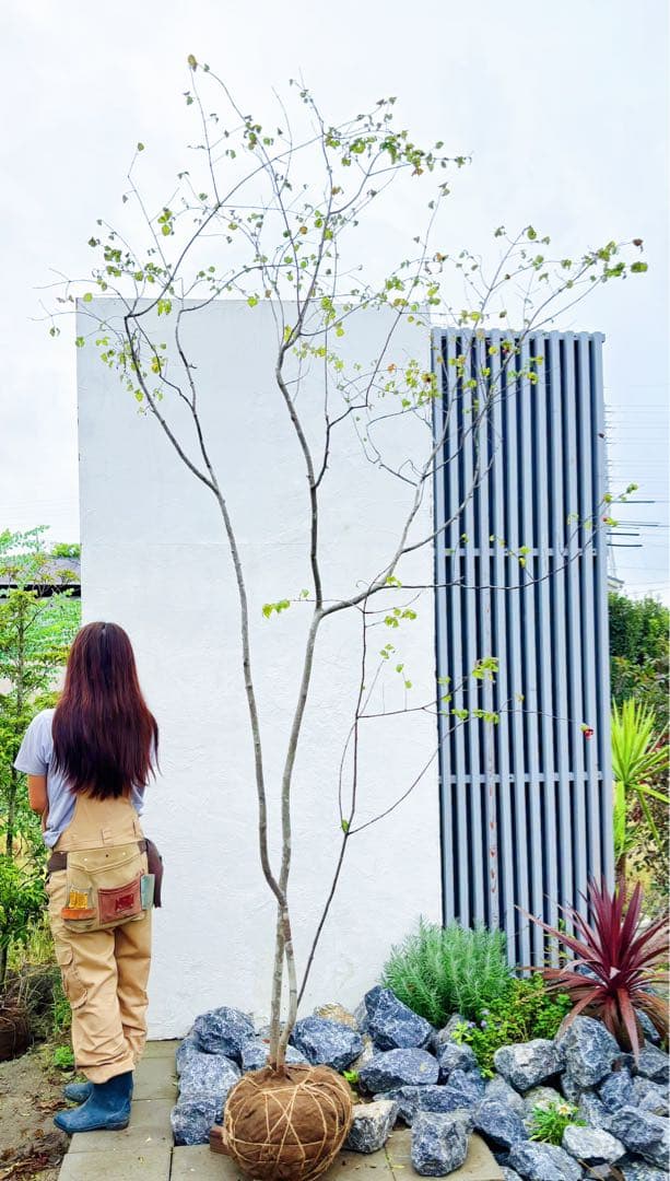 美斑紋。特大 山採りツリバナマユミ3.2M(鉢底から)