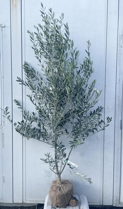 《現品》オリーブの木　シプレシーノ 樹高1.8ｍ（根鉢含まず）182【苗木/庭木