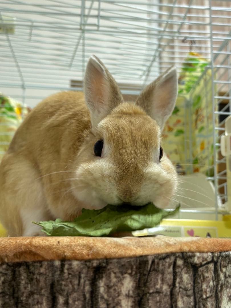 野趣菜園様　えだまめの葉