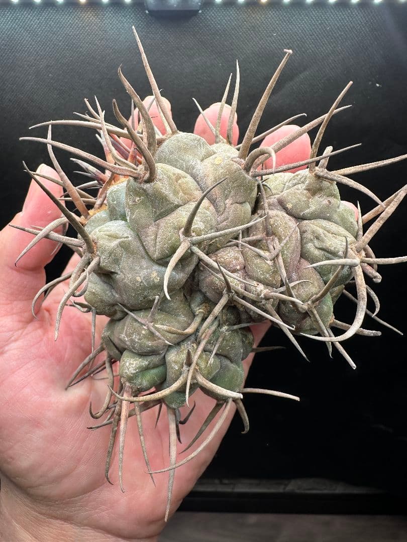 【サボテン_シュカクマテンリュウ】 守金魔天竜 3頭 綴化（てっか）