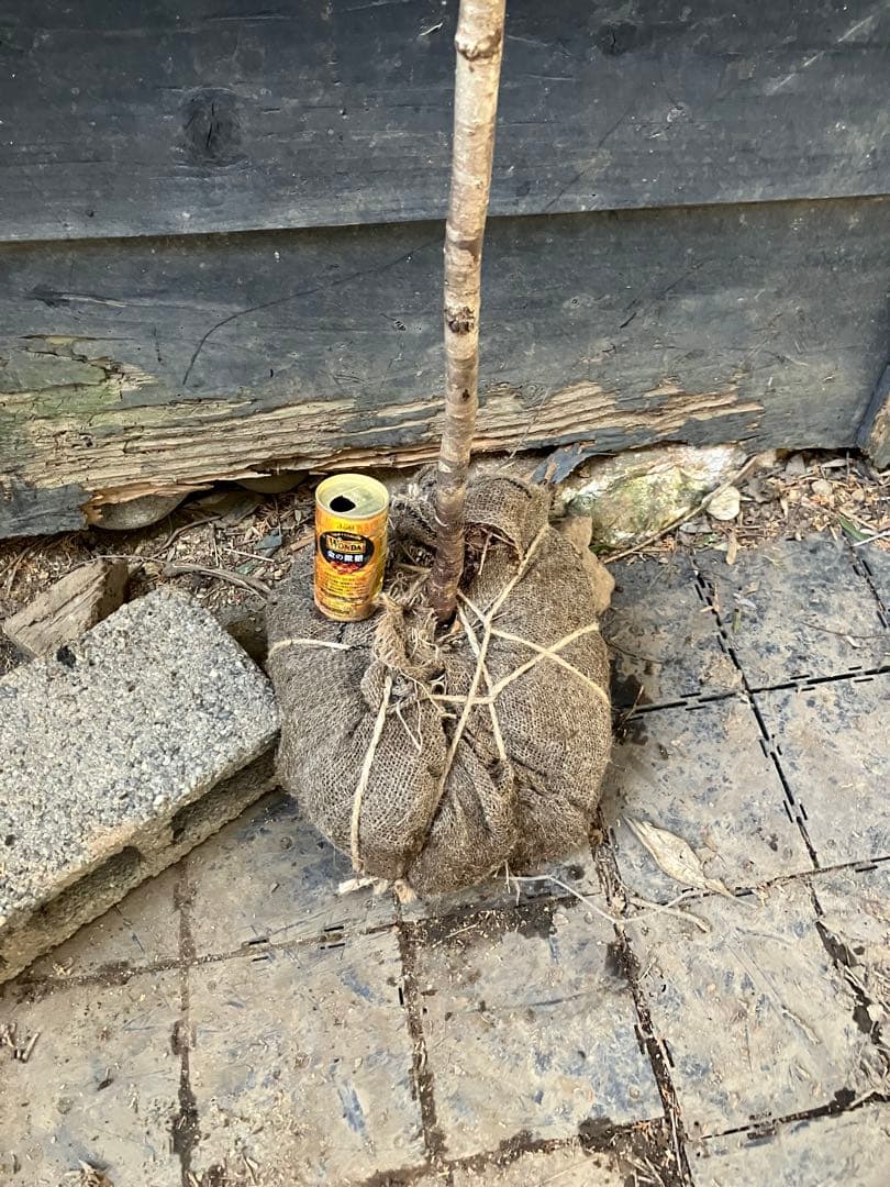 山採り　ヤマザクラ