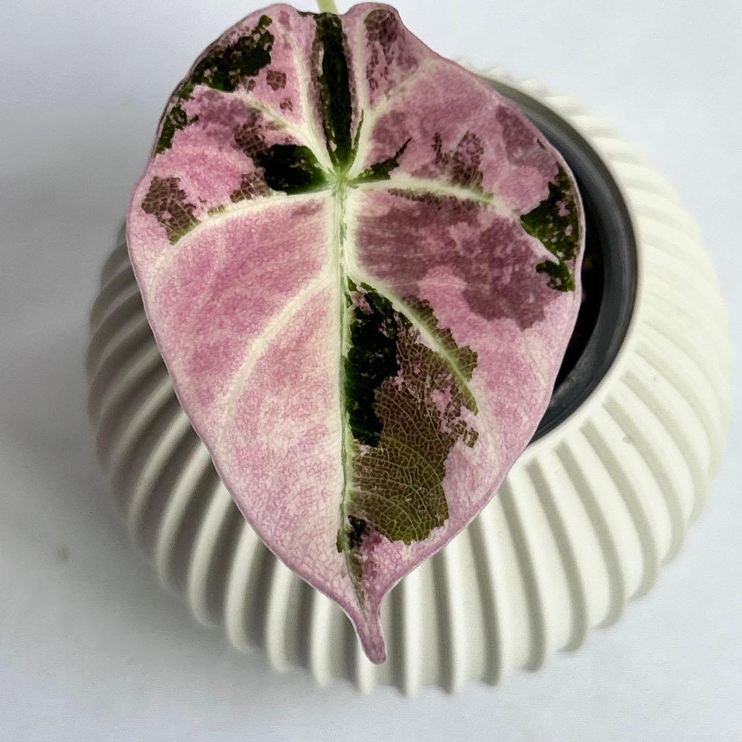 その他観葉植物 Alocasia Black Velvet Pink Variegated