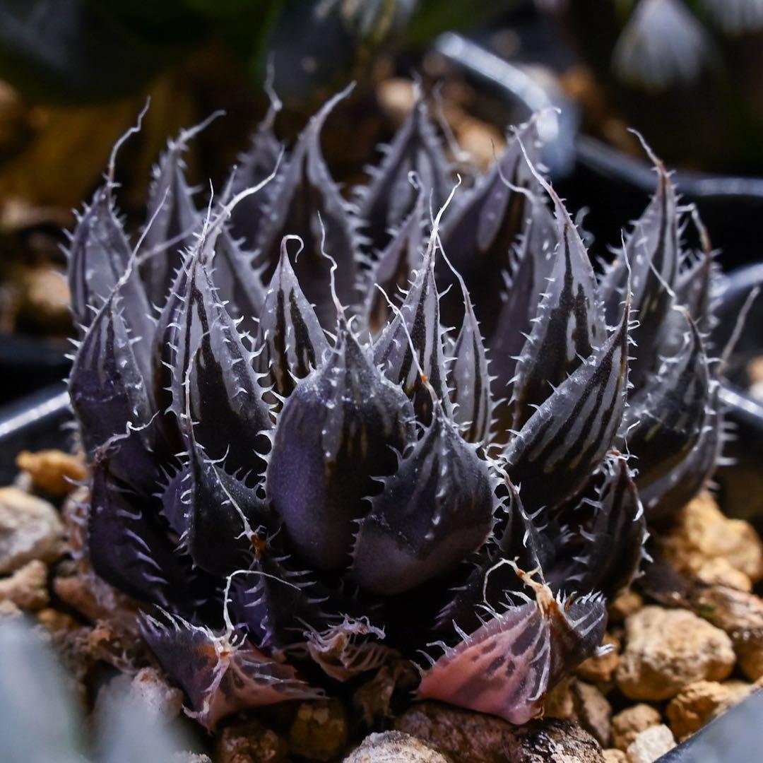 ハオルチア スコーピオン錦