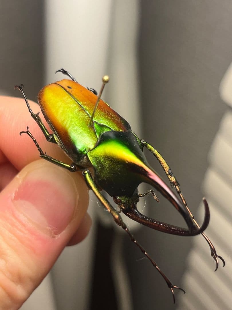 【43mm】カブトハナムグリ コガネムシ プラチナコガネ カナブン　昆虫標本