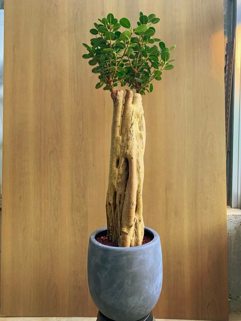 コパンダガジュマル　コケティッシュ・フォルム‼️ no3