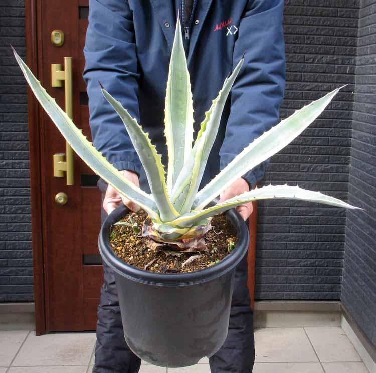 【現品】アガベ　アメリカーナ　斑入り　バリエガータ　（竜舌蘭）9号　E8番