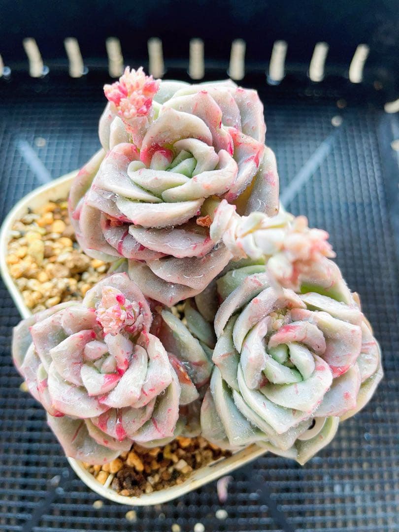 ラブリーローズ錦　83 赤斑　　エケベリア 超美斑　多肉植物　三頭