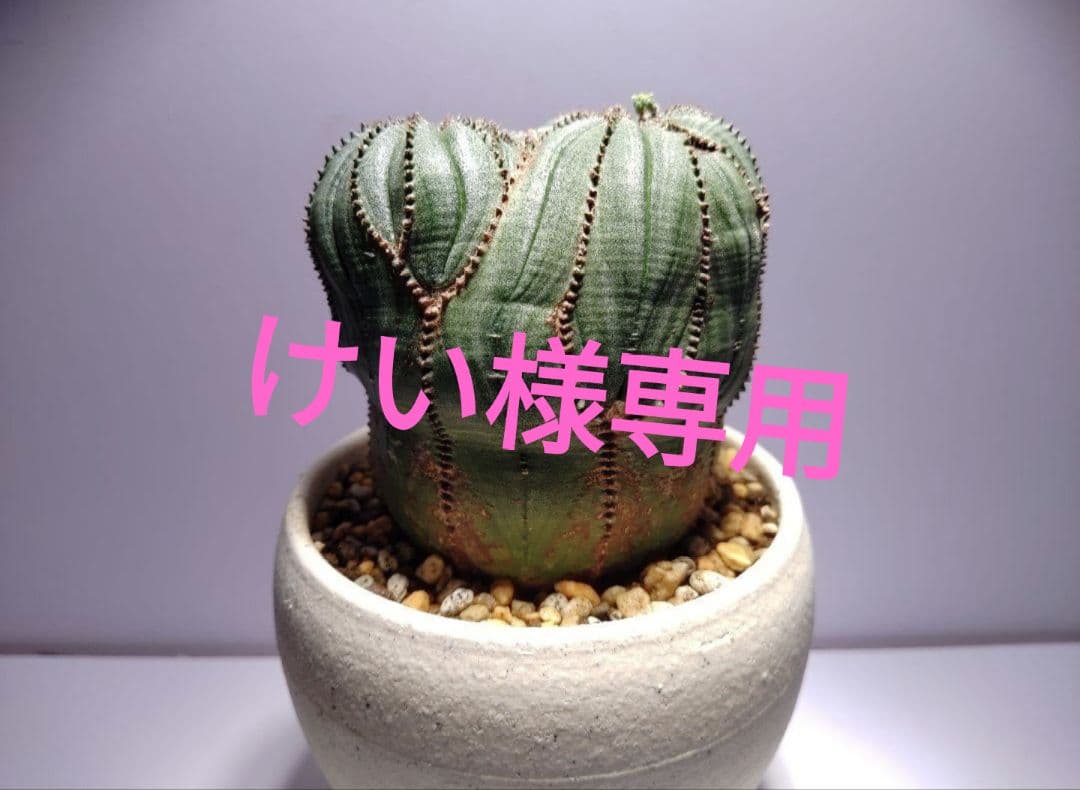 けい 巨大 ユーフォルビア オベサ Euphorbia obesa 選抜