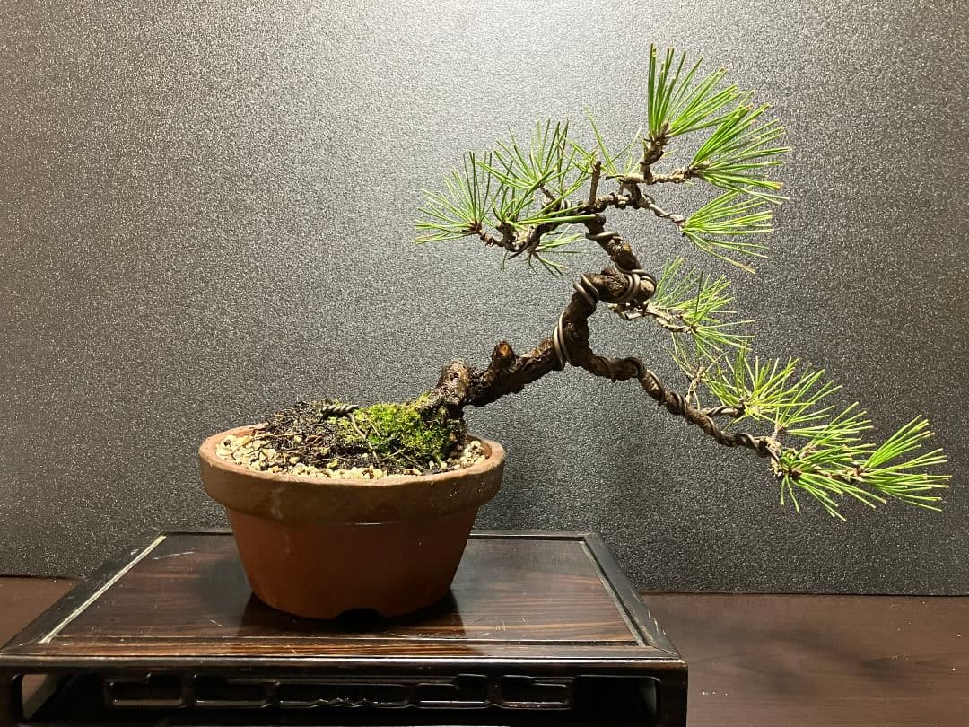 黒松半懸崖盆栽、樹齢も古い盆栽です。