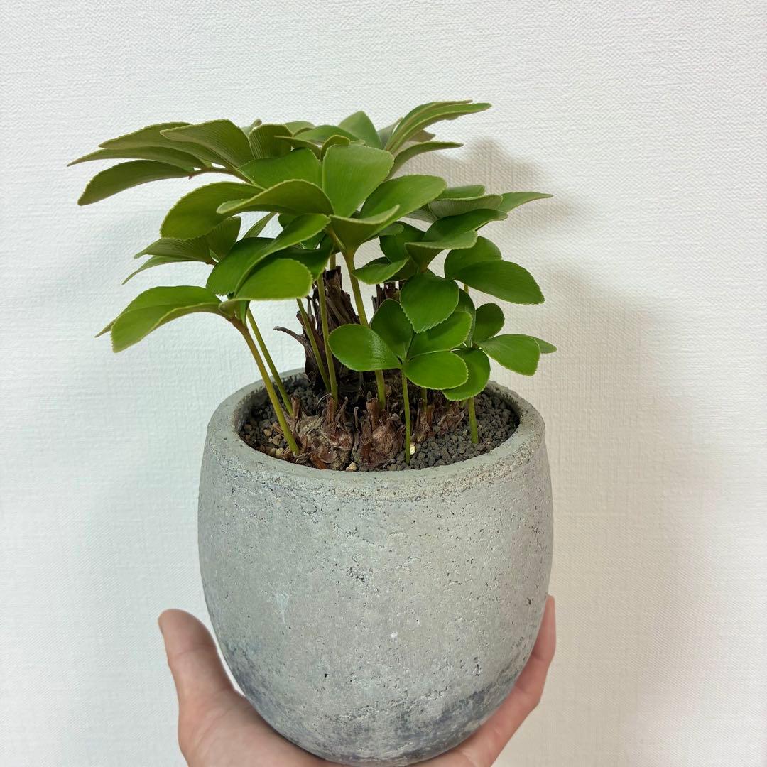 ザミア　プミラ　多頭　陶器鉢