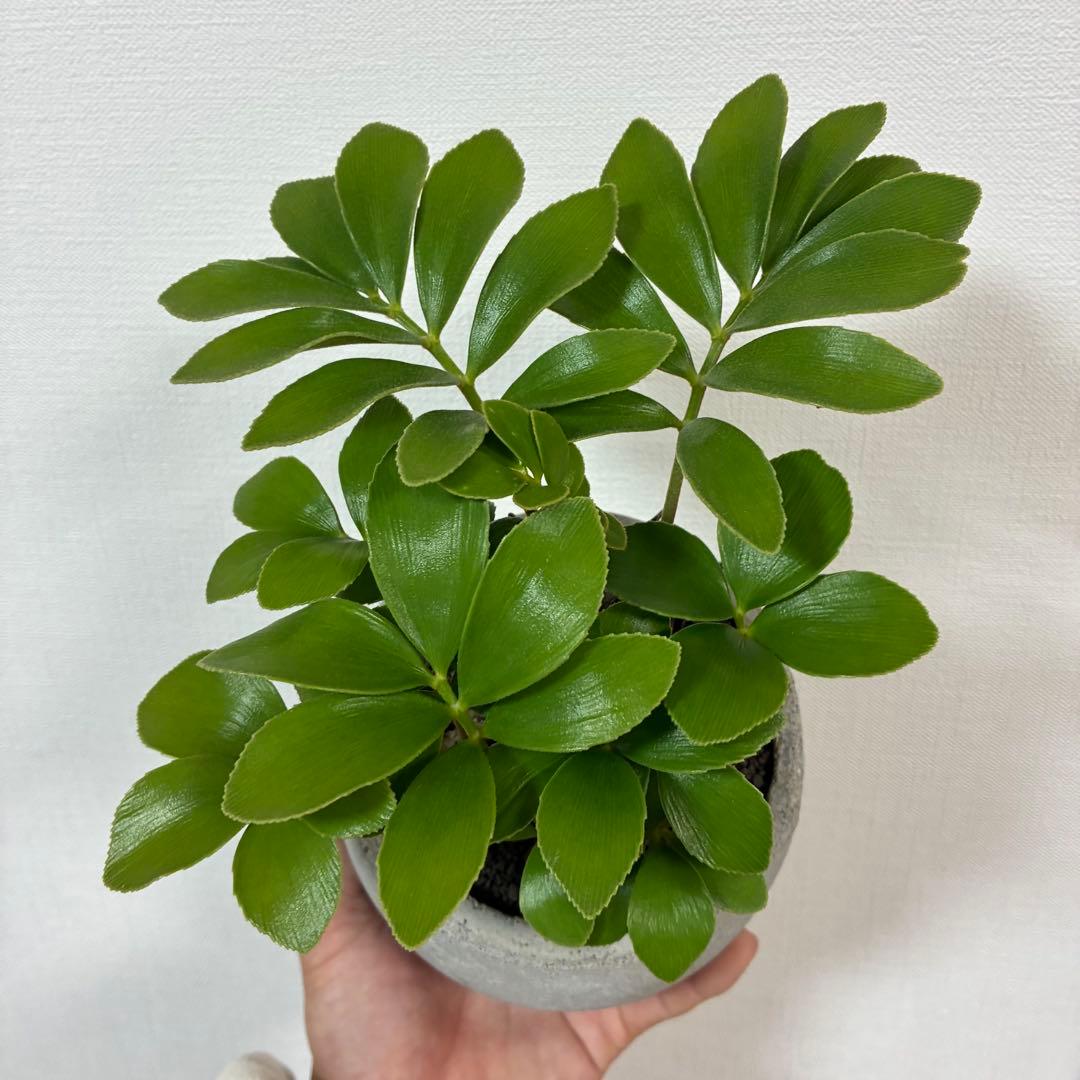 ザミア　プミラ　多頭　陶器鉢