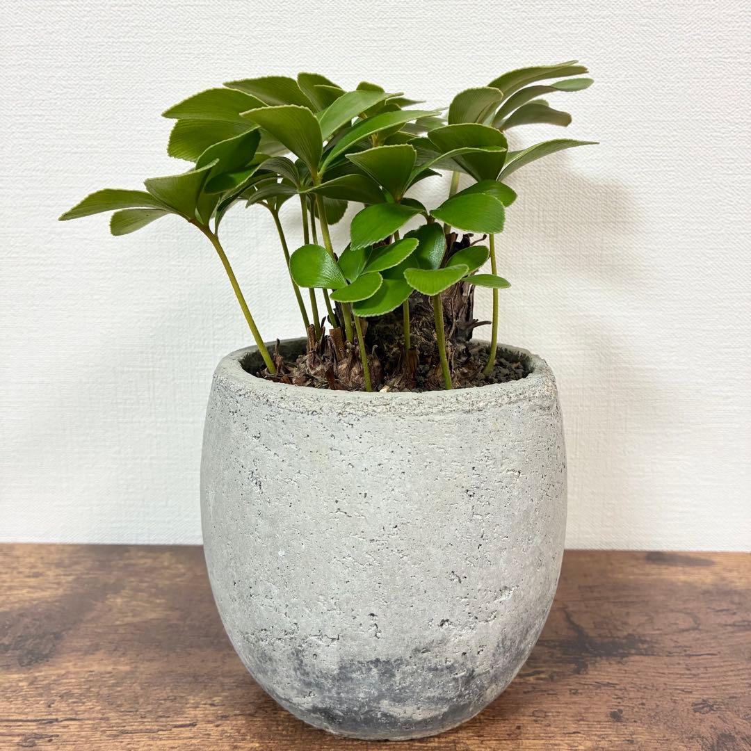 ザミア　プミラ　多頭　陶器鉢