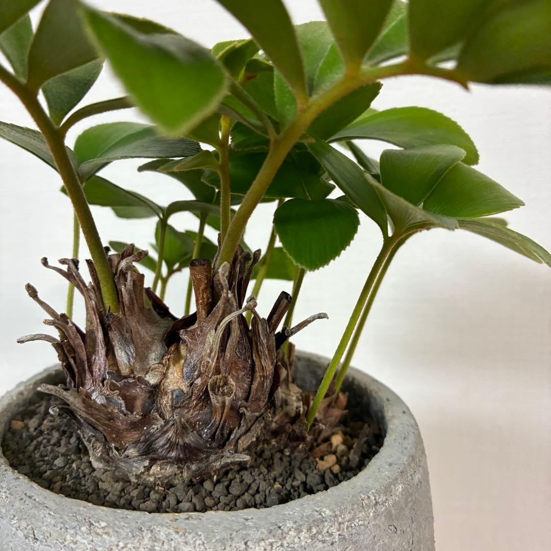 ザミア　プミラ　多頭　陶器鉢