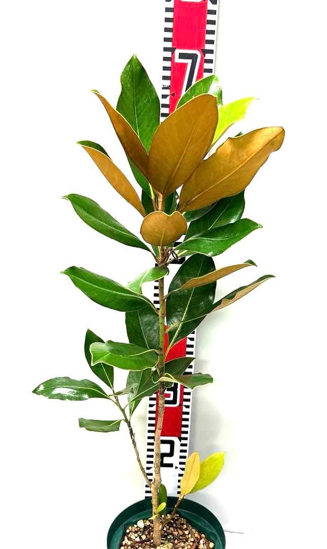 16. リトルジェム マグノリア 泰山木 タイサンボク 苗 苗木 小型品種