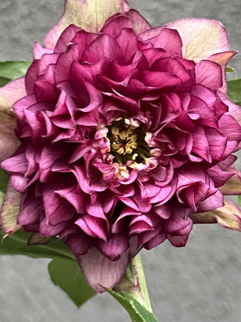 クリスマスローズ　超多弁