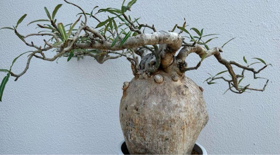 アデニウム　ソマレンセ　超大株