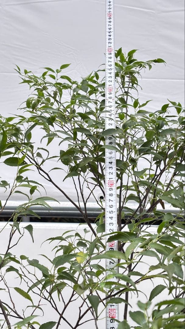 美しい樹形が魅力的 山採り ハイノキ 株立 665 樹高2.4m位 高級樹