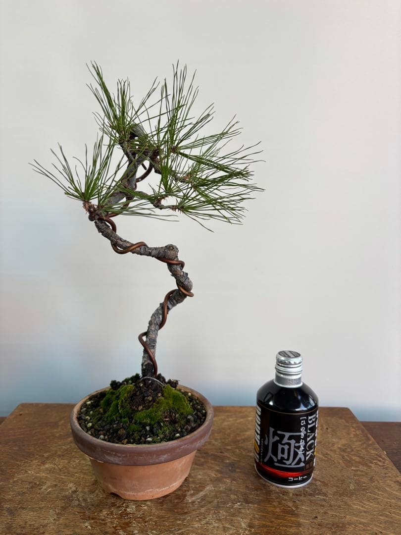 黒松　盆栽　文人