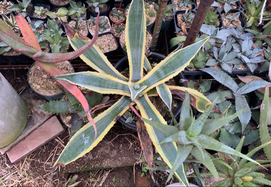 アガベ・アロエ・サボテンまとめ売り (多肉植物・サボテン)