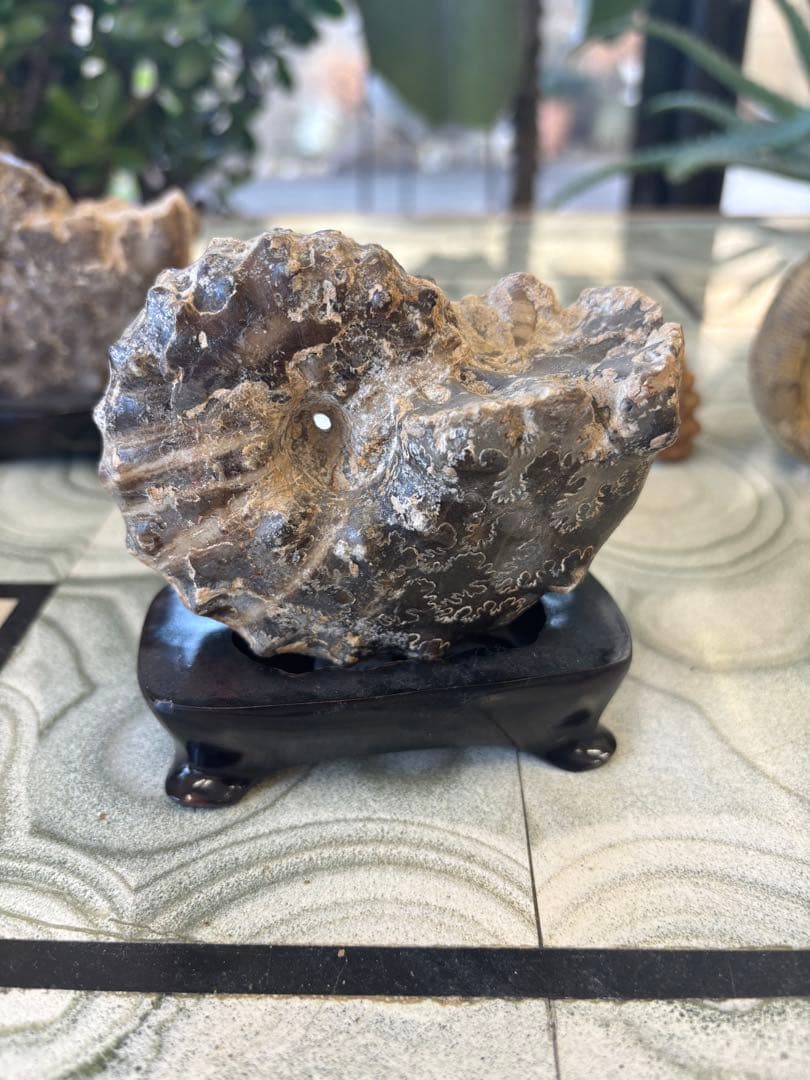 台付アンモナイト　アカントセラス　化石　鉱石　希少　インテリア