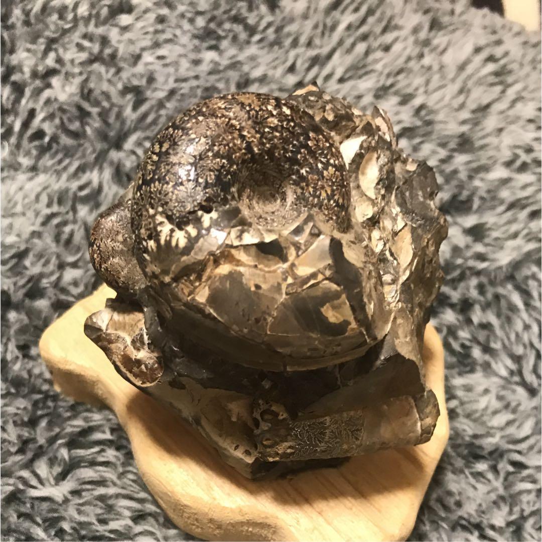 化石 テトラゴニテス